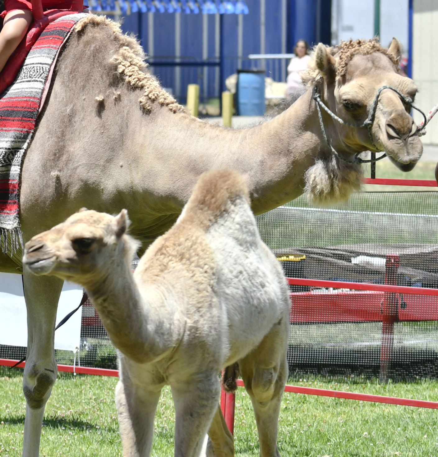 071018 County Fair opens 18.jpg